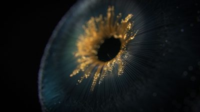 (ai精翻)三天快速掌握xp粒子（基础入门课）-土狗cg资源站