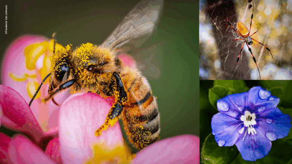 图片[1]-【ai精翻】从头到尾探索微距摄影-土狗cg资源站