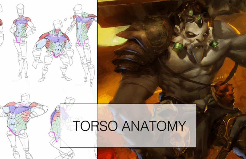 【ai精翻】躯干解剖课+绘画-土狗cg资源站