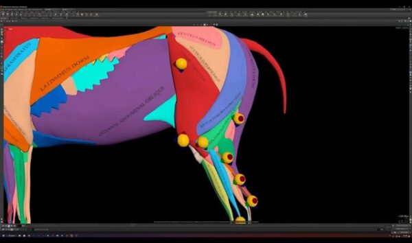 图片[8]-[Ai精翻&Ai中文配音] Rebelway新课-Houdini中Apex与Kinefx实现写实生物绑定-土狗cg资源站