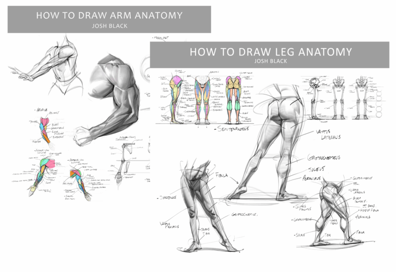 【ai精翻】腿部和手臂解剖学捆绑包-土狗cg资源站