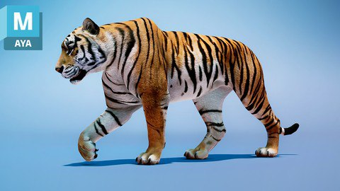 【ai精翻】如何在 Maya 中制作老虎行走循环动画-土狗cg资源站