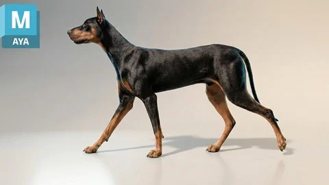 【ai精翻】如何在 Maya 中制作狗狗行走循环动画-土狗cg资源站